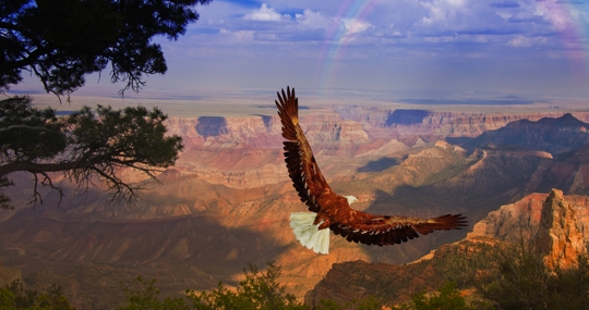 Eagle flying over canyon landscape