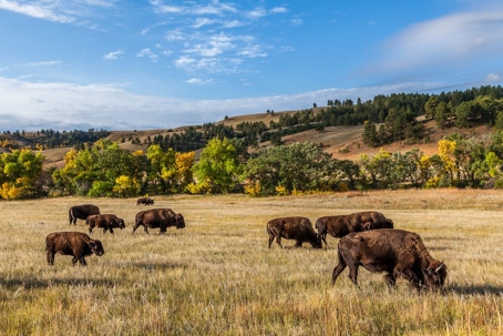 American buffalo herd